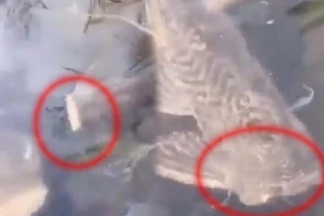 தலை இல்லாமல் மீன் நீந்துமா? 5 மில்லியன் பேரை அதிர்ச்சியில் ஆழ்த்திய காட்சி