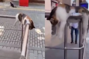 கம்பி மேல் ஒய்யாரமாக படுத்து உறங்கும் பூனை- சண்டேனாவே ஜாலிதான்; வைரல் வீடியோ