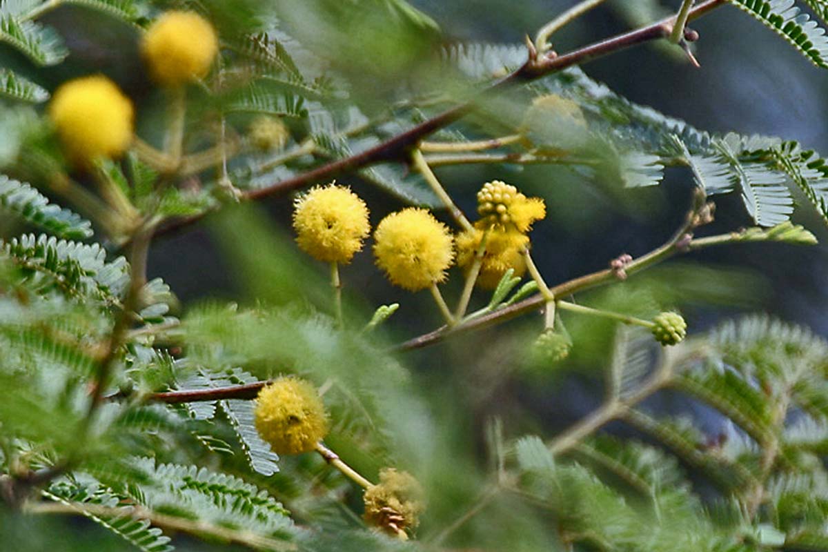 Vastu Tips: இந்த செடிகளை வீட்டில் வளர்க்கிறீர்களா? பணப்பிரச்சனை ஏற்படுமாம் | Unlucky These Plant Avoid In Your House Vastu Tips