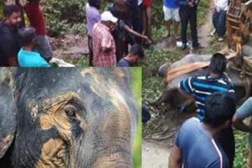 களனி கங்கையில் நீராடுவதற்காக அழைத்துச்செல்லப்பட்ட யானைக்கு நேர்ந்த கதி