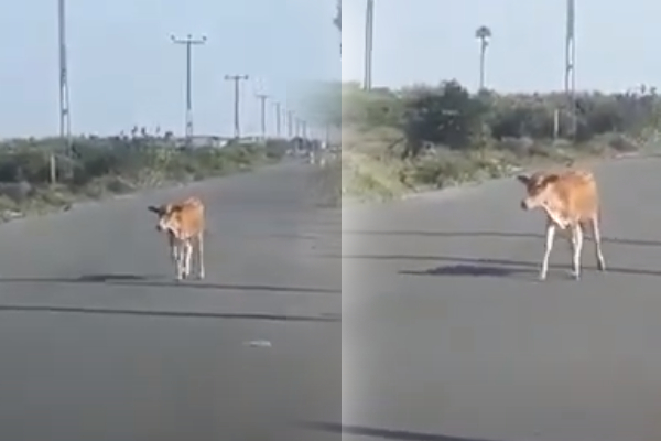 யாழ் பிரபல ஆலயத்திற்கு பால் வழங்கிய பசுவிற்கு நேர்ந்த கொடூரம்; துடிக்கும் கன்று! | Wandering In Search Of His Mother Who Was Killed