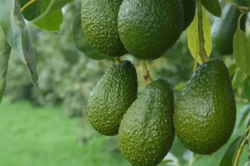 ඩොලර් උපයන්න අලුත්ම ක්‍රමයක් සොයාගනී..