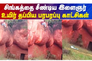 சிங்கத்தை சீண்டிய இளைஞர் - உயிர் தப்பிய பதைபதைக்கும் காட்சிகள்
