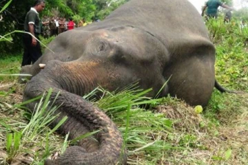 யானைகள் தடுப்பு நிலையத்தில் உயிரிழக்கும் காட்டு யானைகள் - வெளியான காரணம்