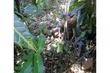 நாவலப்பிட்டியில் இடம்பெற்ற விபத்தில் ஒருவர் உயிரிழப்பு - மற்றுமொருவர் படுகாயம்