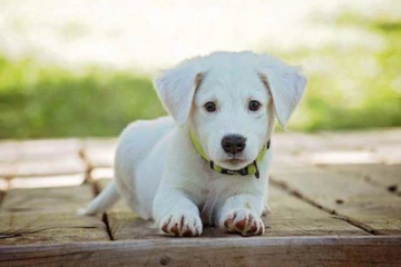 நாய் குட்டியை காப்பாற்ற முயன்ற இளைஞர்! பரிதாபமாக உயிரிழந்த சோகம்