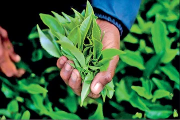 අප්‍රේල් මාසය දක්වා කාලය තුළ තේ නිෂ්පාදනය පහළට