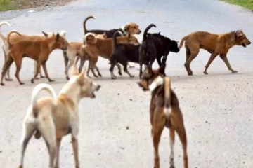 40க்கும் மேற்பட்ட தெருநாய்கள் அடித்து கொலை - கொடூர சம்பவம்