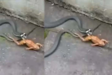 பாம்பிடம் சிக்கிய தவளை! மனதை பதறச் செய்யும் காட்சியில் நடந்த டுவிஸ்ட்