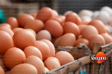 බිත්තරේ මිලේ ලොකු වෙනසක් - මෙන්න නව මිල