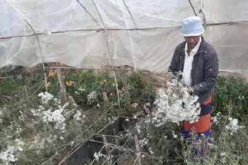 நுவரெலியாவில் மலர் வளர்ப்பாளர்கள் பாதிப்பு