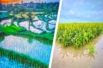 2023-2024 பெரும்போகத்தில் 71 சதவீத பயிர்ச்செய்கை நிலங்கள் சேதம்