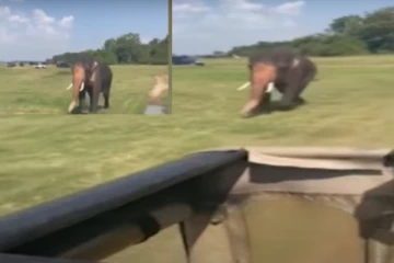 சுற்றுலாப் பயணிகளை மிரளவிட்ட யானை ; தேசிய பூங்காவில் சம்பவம்