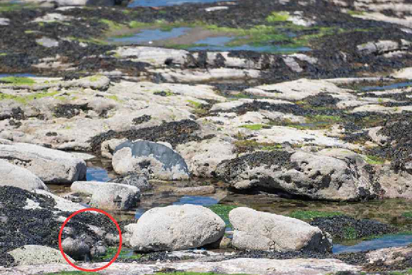 Optical Illusion: இந்த படத்தில் சதுப்பு நிலம் தெரிகிறது ஆனால் புறாக்கள் தெரிகிறதா? | Optical Illusion Challenge Can Spot The Pigeons