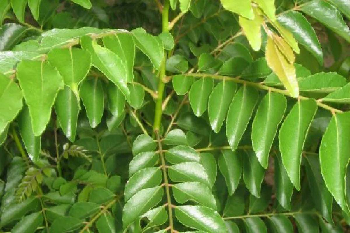 கறிவேப்பிலையை ஏன் மற்றவர்களின் கைகளில் கொடுக்க கூடாது? காரணம் இது தான்! | Why Do Not Give Curry Leaves To Others Hand கறிவேப்பிலையை ஏன் மற்றவர்களின் கைகளில் கொடுக்க கூடாது? காரணம் இது தான்! | Why Do Not Give Curry Leaves To Others Hand