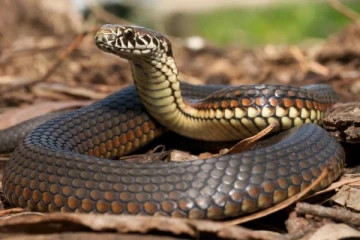 விஷப்பாம்புகளை உயிரோடு விழுங்கும் மிருகம்; மருந்தாம்.. எது தெரியுமா?