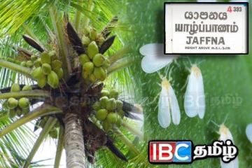 யாழில் அதிகரிக்கும் வெள்ளை ஈயின் தாக்கம் : எடுக்கப்பட்ட தீர்மானம்