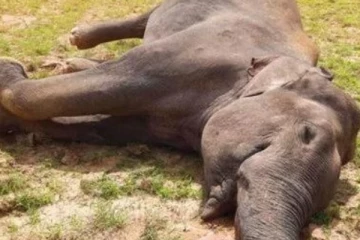 අවසනාවන්ත ලෙස අලියෙකුට අත්වූ ඉරණම..