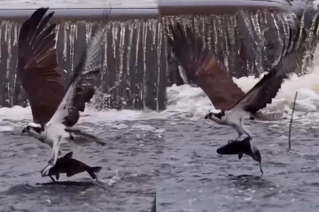 Viral Video: கழுகின் பிரமிக்க வைத்த மீன் வேட்டை... வானில் பறந்த அட்டகாசமான காட்சி