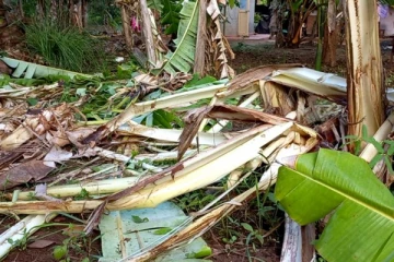 காட்டு யானைகளின் அட்டூழியம்..! பயிர்ச்செய்கைகள் நாசம்