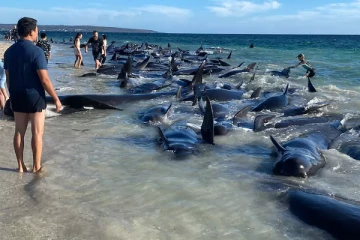 அவுஸ்திரேலியாவில் கரை ஒதுங்கிய 100ற்கும் மேற்பட்ட திமிங்கிலங்கள்