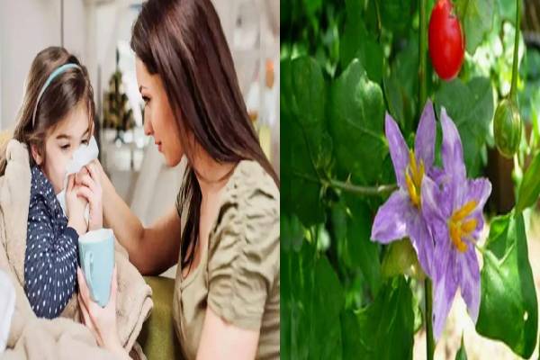 சளி, இருமலுக்கு உடனே முடிவு கட்டும் தூதுவளை! எப்படி பயன்படுத்துவது? | Amazing Health Benefits Of Thoothuvalai