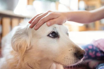 இலங்கையில் செல்லப் பிராணிகளுக்கு ஏற்பட்டுள்ள பரிதாப நிலை!