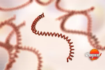 භයානක රෝගයක් පැතිරෙයි - ඉක්මන් ප්‍රතිකාර නැත්නම් මරණය