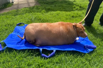 எடை கூடியதால் உயிரிழந்த நாய்; உரிமையாளருக்கு சிறை!