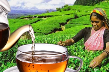 වසර 23කට පසු ශ්‍රී ලංකාවේ තේ අස්වැන්නට සිදුවූ දේ.(VIDEO)