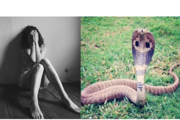 அன்று தெரியாமல் செய்த தவறு.. பின் தொடர்ந்து வரும் பாம்பு -11 முறை சிறுமியை கடித்த சம்பவம்!