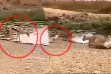 தண்ணீர் குடித்த மானுக்கு எமனாக வந்த புலி... நுலிழையில் எஸ்கேப்பாகிய பகீர் காட்சி