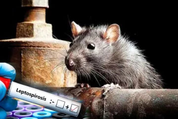 யாழில் எலிக்காய்ச்சல் நோயாளிகள் எண்ணிக்கை 85ஆக உயர்ந்துள்ளது