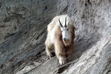 பயங்கர கரடியை கொன்ற ஆடு... மாறும் இயற்கை: கனடாவில் ஒரு அபூர்வ சம்பவம்
