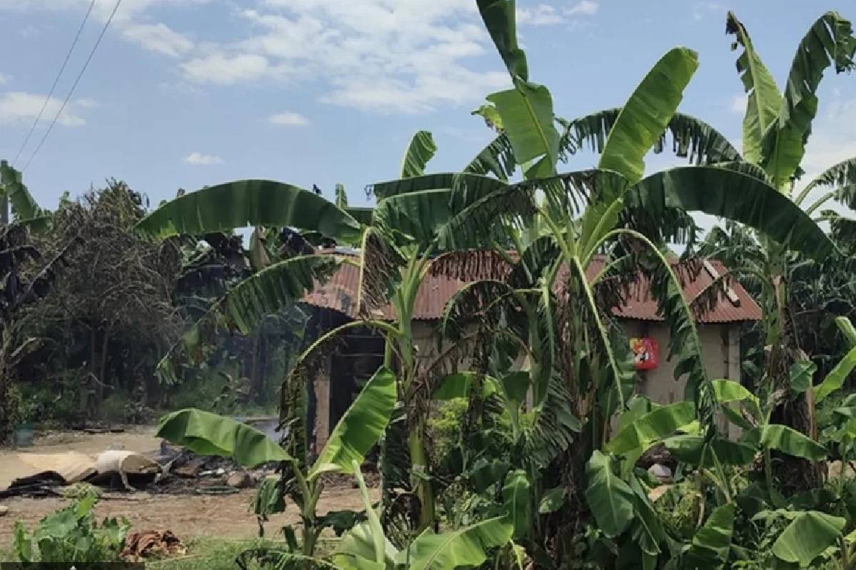 பெற்றோரை கொன்ற யானை, 14 ஆண்டுகள் கழித்து மருமகள்–பேரனையும் பலி தீர்த்த அதிர்ச்சி சம்பவம்! | Elephant Kills Four Members Of Same Nepal Family பெற்றோரை கொன்ற யானை, 14 ஆண்டுகள் கழித்து மருமகள்–பேரனையும் பலி தீர்த்த அதிர்ச்சி சம்பவம்! | Elephant Kills Four Members Of Same Nepal Family