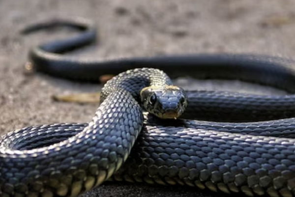 உங்கள் கனவில் பாம்பு வந்தால் என்ன நடக்கும் தெரியுமா? | What Happens When You See Snake In Your Dream