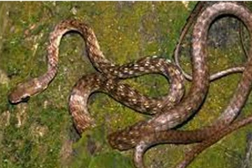 இலங்கையில் கண்டுபிடிக்கப்பட்டுள்ள புதிய இன பாம்பு