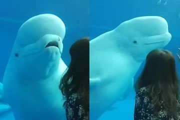 என்னை ஏன் பார்க்கிறாய்? முறைக்கும் திமிங்கலம்: ஒரு சுவாரஸ்ய வீடியோ