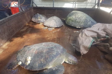 யாழில் சட்டவிரோத கடலாமைகளை கொண்டு சென்ற இருவர் கைது (Video)