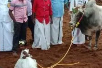 ஜல்லிக்கட்டு காளையை அழைத்து வந்த 2 வயது வீரத் தமிழச்சி