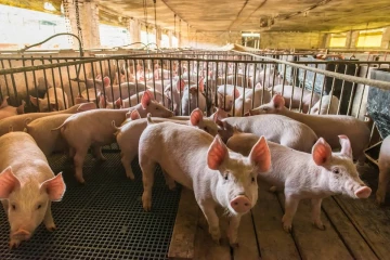 මේ ගොවිපළ තියන අයට සුබ ආරංචියක්