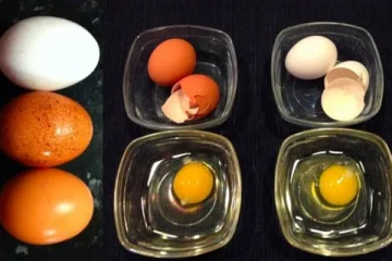 සුදු බිත්තර වලට වඩා දුඹුරු බිත්තර වල පෝෂණය වැඩිද?