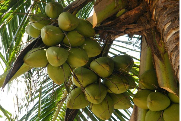 நாட்டில் தேங்காய் விலையின் அதிகரிப்பு தொடர்பில் வெளியான காரணம் | Reason Increase In Coconut Prices In The Country