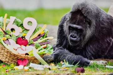 ஜெர்மனி பெர்லின் பூங்காவில் கின்னஸ் சாதனை படைத்த கொரில்லா