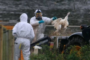 விலங்குகளிடமிருந்து மனிதர்களுக்குப் பரவும் பறவைக் காய்ச்சல்: எச்சரிக்கும் நிபுணர்கள்