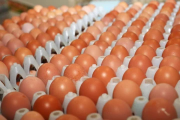 முட்டை விநியோகம் தொடர்பில் வெளியான தகவல்!