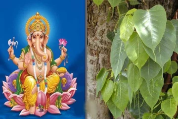 அரச மரத்து இலையை வைத்து இப்படி வழிப்பட்டால் போதும்! கெட்டது நீங்கி அதிர்ஷ்டம் தேடி வருமாம்!