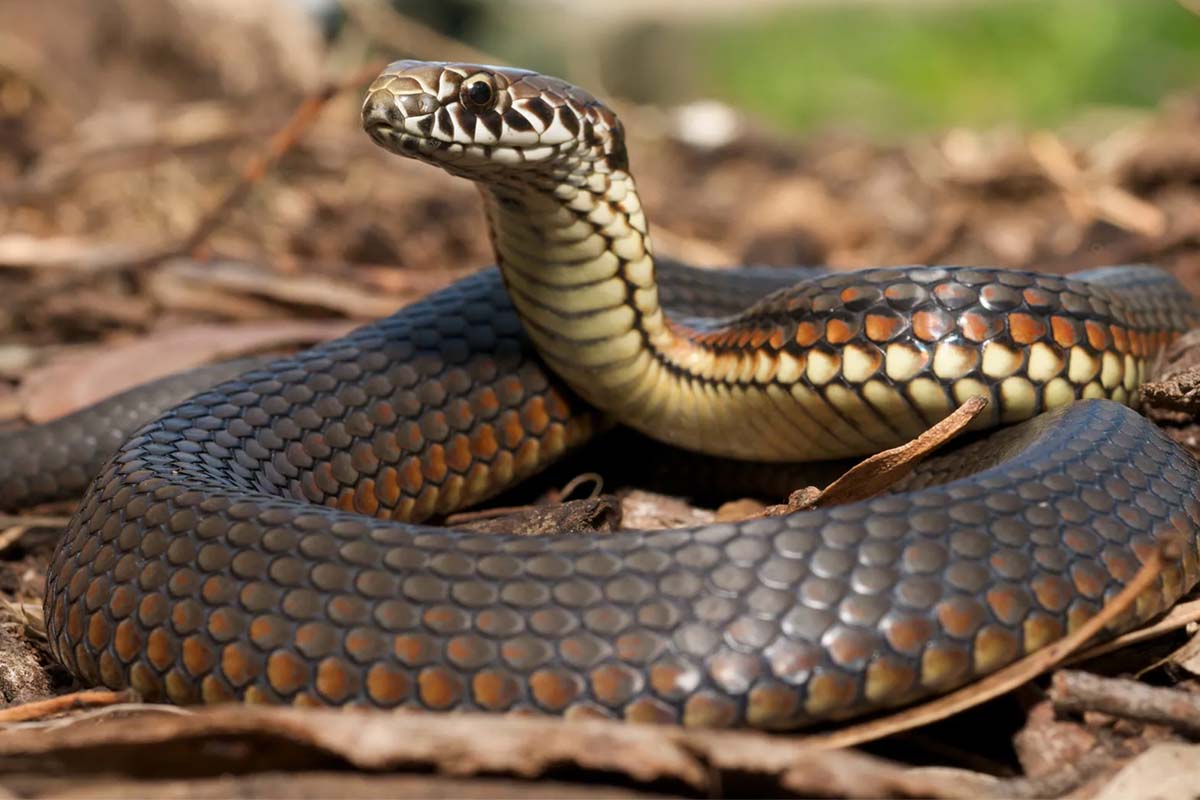 Viral Video: ஷுவிற்குள் இருந்து படமெடுத்த பாம்பு... பயமுறுத்திய காட்சி | Snake Hidden In Man Shoe Viral Video