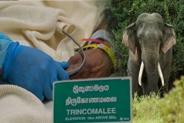 திருகோணமலையில் காட்டு யானை தாக்கியதில் மாணவன் படுகாயம்