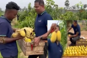 தமிழர் பகுதியில் மகிழ்ச்சியின் உச்சம்! அறுவடையாகும் நூற்றுக்கணக்கான மாம்பழங்கள்(காணொளி)